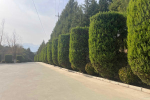 墓地信息网秦先生对景仰园的评价