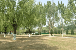 北京市朝阳区外侨公墓园区环境图