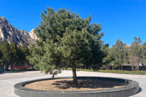 北京市海淀区西山公墓园区环境图