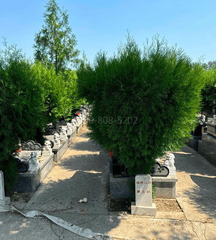 河北霸州市兰生园公墓传统立碑墓型5号树葬