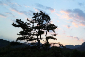 郑州市登封市莲花山人文纪念公园园区环境图