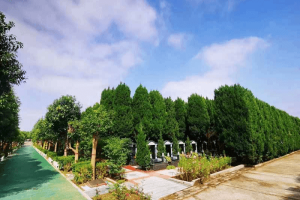 西安市阎良区汉皇树葬墓园墓区环境图