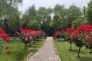 西安市高陵区奉正塬公墓园区环境图