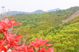 郑州市巩义市凤凰山公墓园区环境图