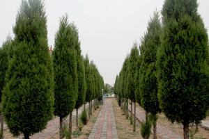 郑州市新密市皇帝岭陵园墓区环境图
