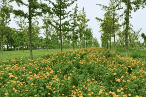 墓地信息网崔先生对寿阳山墓园的评价