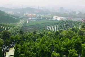 杭州市拱墅区半山公墓园区环境图