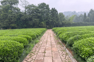 墓地信息网高先生对径山竹茶园的评价