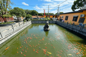 上海市浦东区川沙寺园区锦鲤图